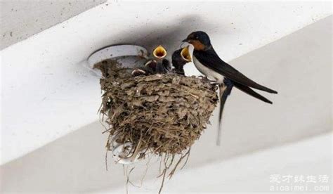 輜重 意思 燕子在家里筑巢代表什么意思